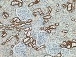 PRX5 Antibody in Immunohistochemistry (Paraffin) (IHC (P))