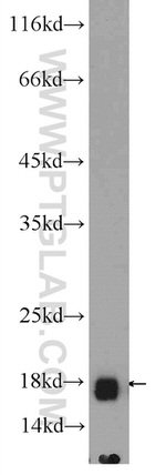 PRX5 Antibody in Western Blot (WB)