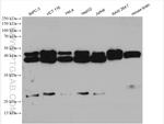 ARFIP1 Antibody in Western Blot (WB)
