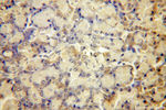ARFIP1 Antibody in Immunohistochemistry (Paraffin) (IHC (P))