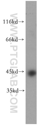 ARFIP1 Antibody in Western Blot (WB)