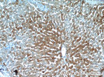 BLVRB Antibody in Immunohistochemistry (Paraffin) (IHC (P))