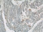BLVRB Antibody in Immunohistochemistry (Paraffin) (IHC (P))