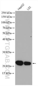 BLVRB Antibody in Western Blot (WB)