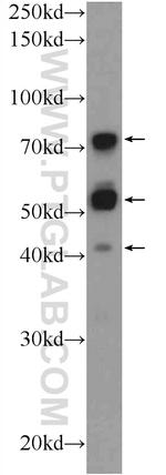 TSNAXIP1 Antibody in Western Blot (WB)