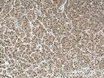 ENOPH1 Antibody in Immunohistochemistry (Paraffin) (IHC (P))