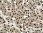 ENOPH1 Antibody in Immunohistochemistry (Paraffin) (IHC (P))