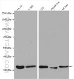 ENOPH1 Antibody in Western Blot (WB)