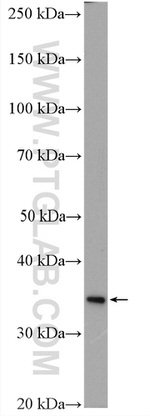 ENOPH1 Antibody in Western Blot (WB)