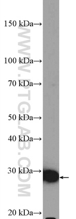 BCL10 Antibody in Western Blot (WB)