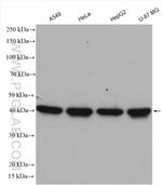 PURA Antibody in Western Blot (WB)