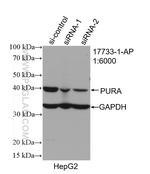 PURA Antibody in Western Blot (WB)