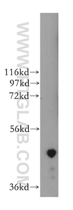 PURA Antibody in Western Blot (WB)