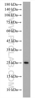 Claudin 9 Antibody in Western Blot (WB)