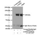 CPSF2 Antibody in Immunoprecipitation (IP)