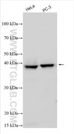 SPOPL Antibody in Western Blot (WB)