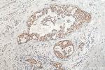 DSN1 Antibody in Immunohistochemistry (Paraffin) (IHC (P))