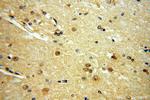 YPEL1 Antibody in Immunohistochemistry (Paraffin) (IHC (P))