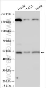 DCP2 Antibody in Western Blot (WB)