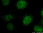 NFE2L3 Antibody in Immunocytochemistry (ICC/IF)