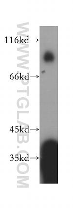 NFE2L3 Antibody in Western Blot (WB)