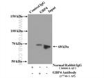 GBP4 Antibody in Immunoprecipitation (IP)