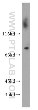 GBP4 Antibody in Western Blot (WB)