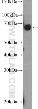 GBP4 Antibody in Western Blot (WB)