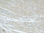 GRAF Antibody in Immunohistochemistry (Paraffin) (IHC (P))