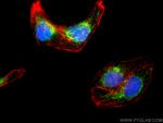 POLRMT Antibody in Immunocytochemistry (ICC/IF)