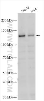 POLRMT Antibody in Western Blot (WB)