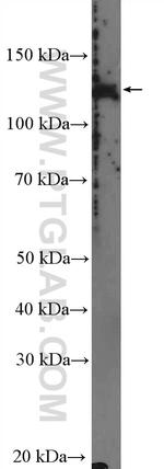 POLRMT Antibody in Western Blot (WB)