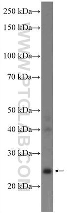 GRPEL2 Antibody in Western Blot (WB)