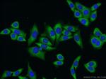 NUFIP2 Antibody in Immunocytochemistry (ICC/IF)