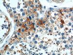 SOHLH1 Antibody in Immunohistochemistry (Paraffin) (IHC (P))