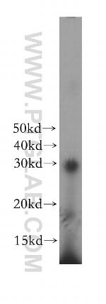 DCK Antibody in Western Blot (WB)