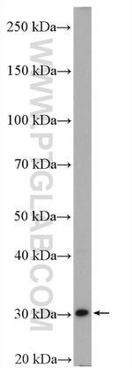 DCK Antibody in Western Blot (WB)