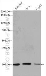 DCK Antibody in Western Blot (WB)