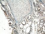 GM-CSF Antibody in Immunohistochemistry (Paraffin) (IHC (P))