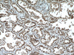 CDYL Antibody in Immunohistochemistry (Paraffin) (IHC (P))