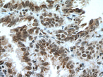 CDYL Antibody in Immunohistochemistry (Paraffin) (IHC (P))