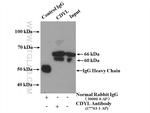 CDYL Antibody in Immunoprecipitation (IP)