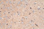POFUT2 Antibody in Immunohistochemistry (Paraffin) (IHC (P))