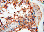 USP38 Antibody in Immunohistochemistry (Paraffin) (IHC (P))