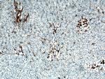 GPR126 Antibody in Immunohistochemistry (Paraffin) (IHC (P))