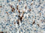 GPR126 Antibody in Immunohistochemistry (Paraffin) (IHC (P))