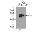 MTFR1 Antibody in Immunoprecipitation (IP)
