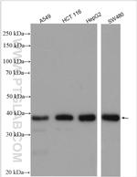 MTFR1 Antibody in Western Blot (WB)