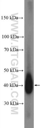 Synaptophysin Antibody in Western Blot (WB)