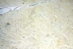 RIC8B Antibody in Immunohistochemistry (Paraffin) (IHC (P))